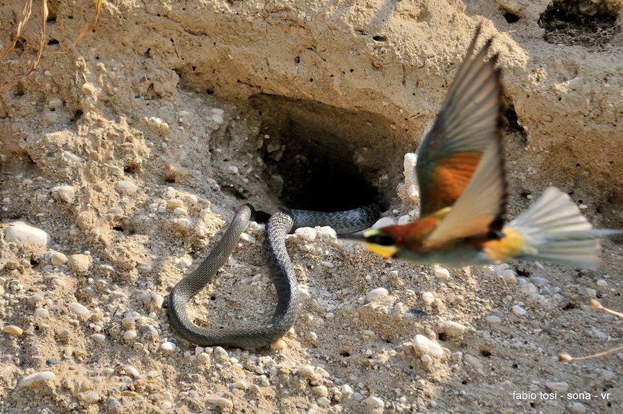 Il caparbio: predazione di biacco (foto-racconto)